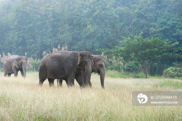 Asian elephant walking on dirt grassy path during cloudy summer day at Elephant Nature Park in Lampa