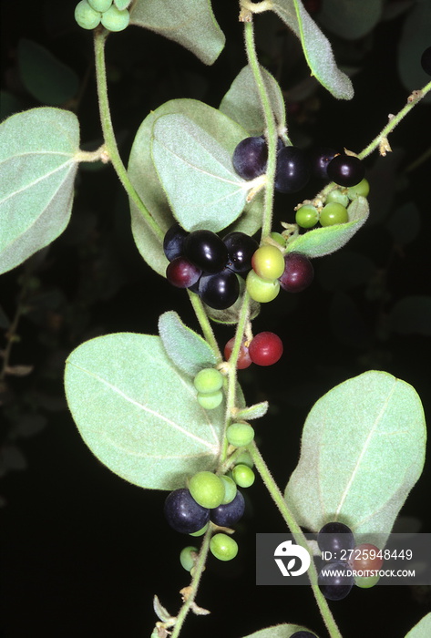 Fruit. Cocculus Hirsutus. Family: Menispermaceae. A herbaceous climber. The leaves when crushed in w