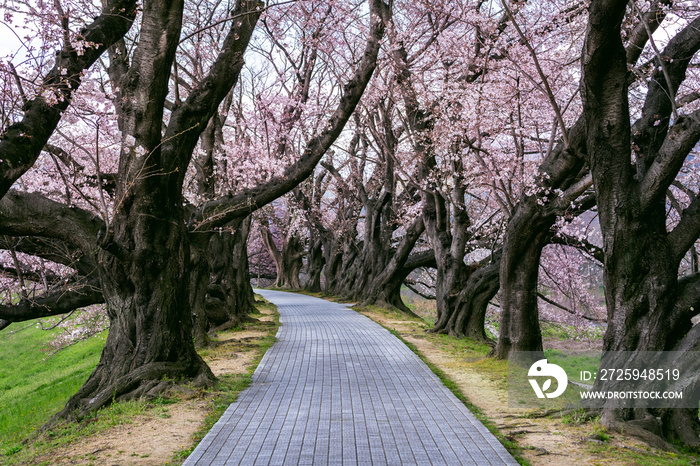 春天的樱花树，日本京都。