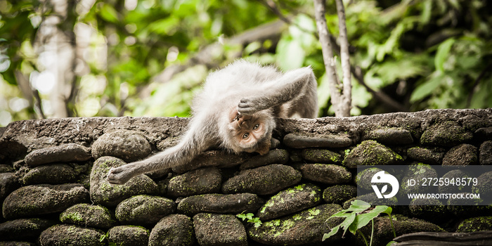 长尾猕猴在秘密猴林合影