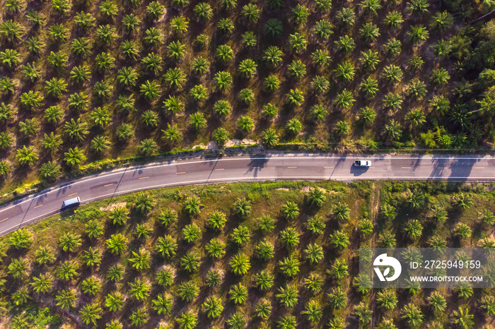 Aerial view of road in center of palm tree plantation