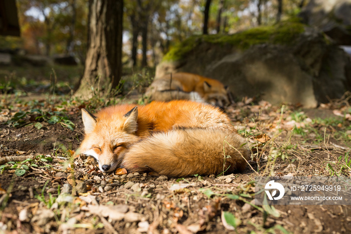 Sleeping fox