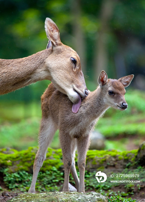 一只照顾幼鹿的母鹿。