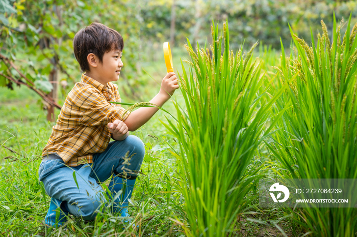 小男孩拿着放大镜观察植物