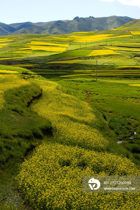 青海省油菜花