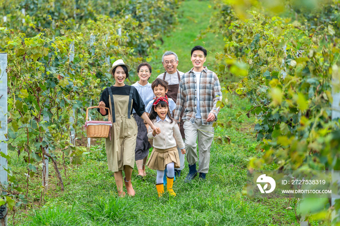 全家人在果园采摘葡萄