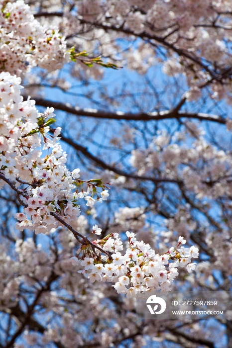 韩国济州岛汉拿山御里木，樱花