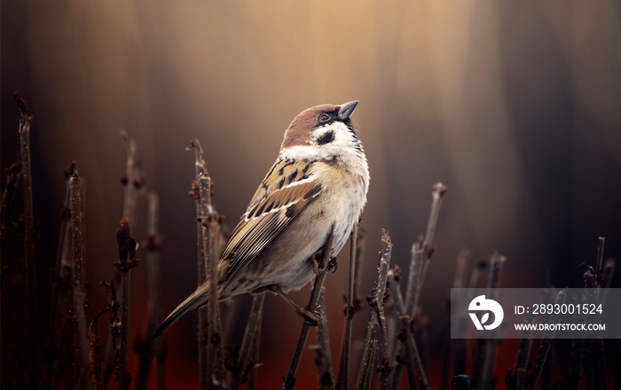 Sparrow sitting on a branch of a bush, selective focus.