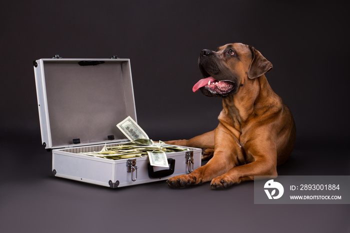 Suitcase full of cash and cane corso dog. Strong italian mastiff cane corso lying with silver case f