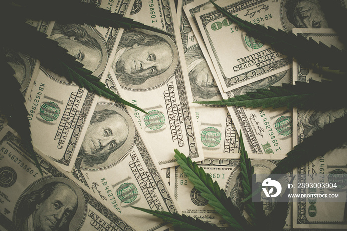 Money and Marijuana Plant Close Up.