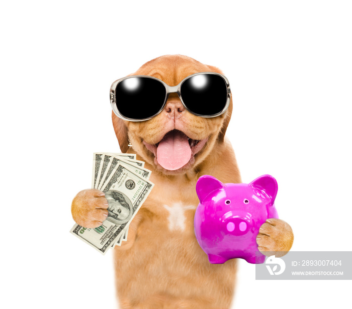 戴着墨镜的快乐小狗拿着一个存钱罐和美元。隔离在白色背景上