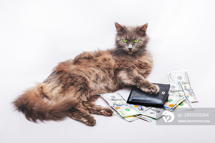 A furry cat is lying near a purse and dollars. A symbol of a rich person and a success in business_