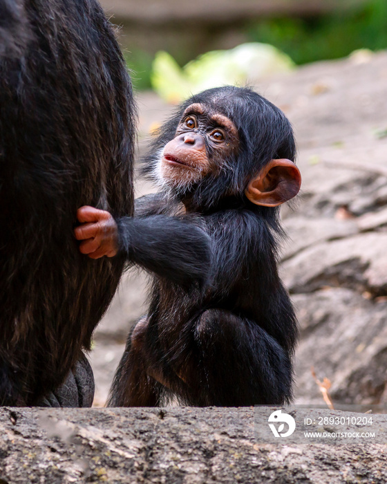 一只可爱的黑猩猩幼崽抬头看着母亲的特写肖像