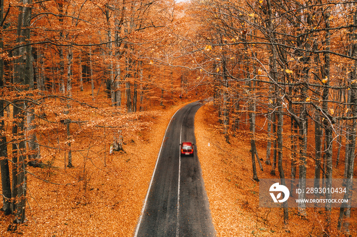 Fall autumn forest road in the middle of the forest with car passing by