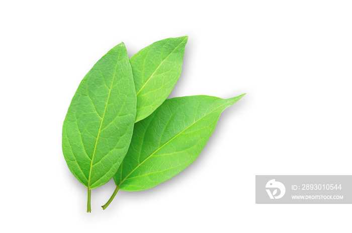 Gymnema sylvestre leaves on white background with clipping path.(Perrpioca of the woods)