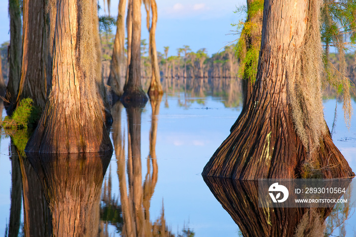 Cypress Trees, Banks Lake, GA