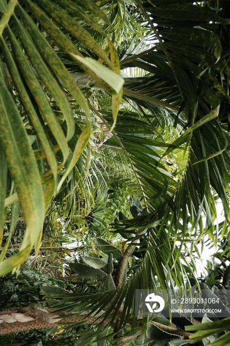 close up of a palm tree