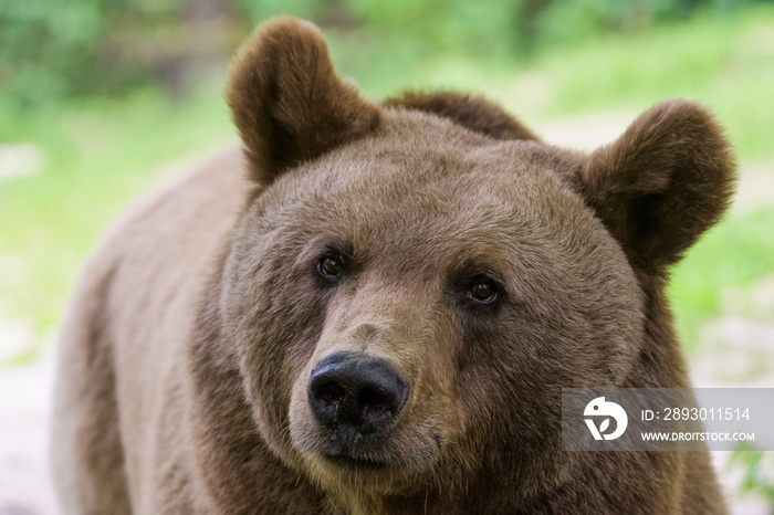 Closeup of a european brown bear in a forest