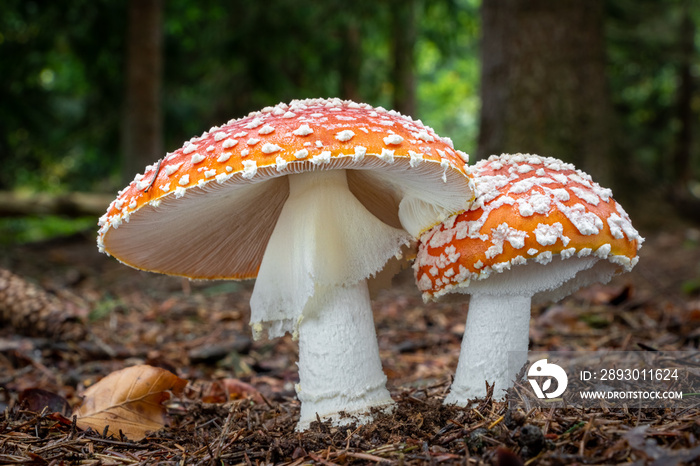 Amazing Amanita muscaria in forest - poisonous toadstool