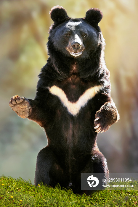 big  bear sitting and waving