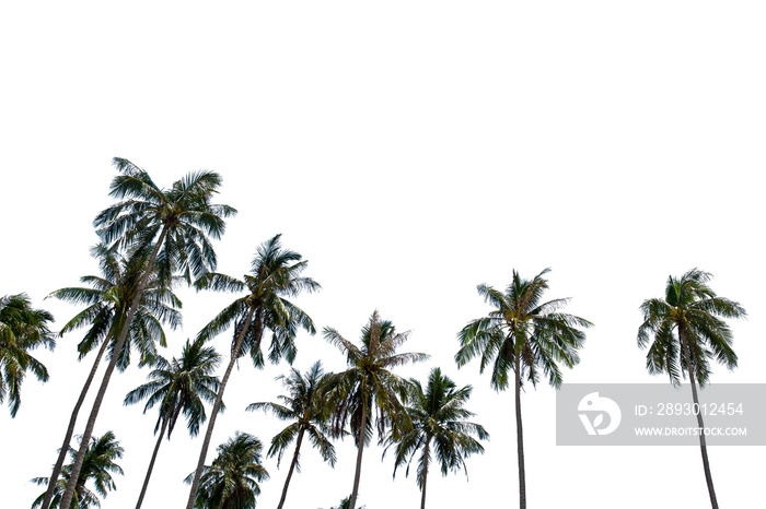 Coconut palm trees on white background