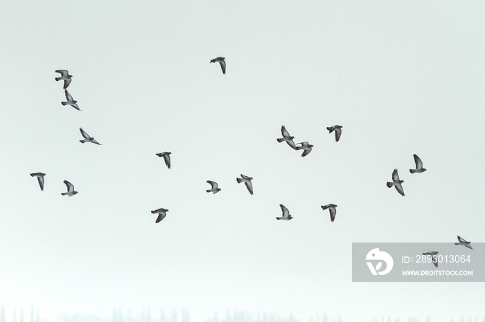 wild pigeons fly through the winter sky