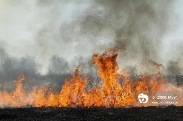 dry grass fire in early spring