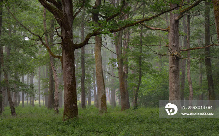 Majestic summer forest. Fog, soft sunlight. Mighty trees, green leaves, plants. Atmospheric dreamlik