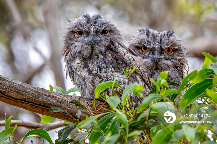 Tawny Frogmouth (Podargus strigoides) two chicks