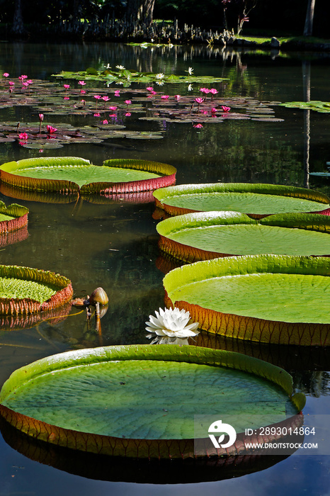 Victoria regia（Victoria amazonica）湖上的叶子和花朵