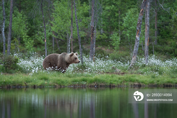 female brown bear in summer forest and lake