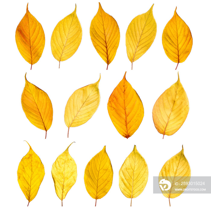 Autumn yellow leaves isolated on white background