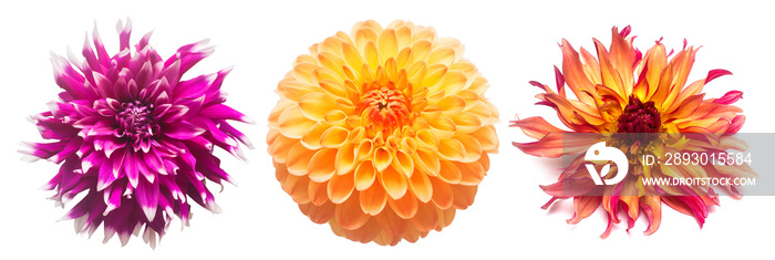 Collection flowers dahlias isolated on white background. Flat lay, top view
