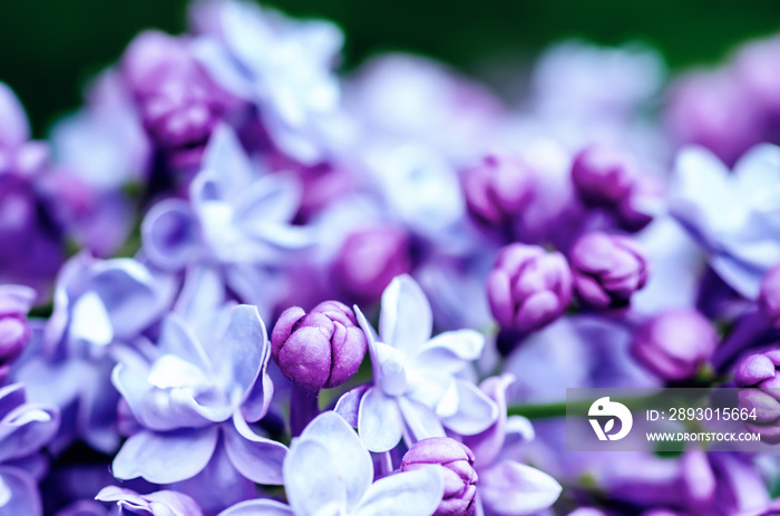 Lilac flowers macro