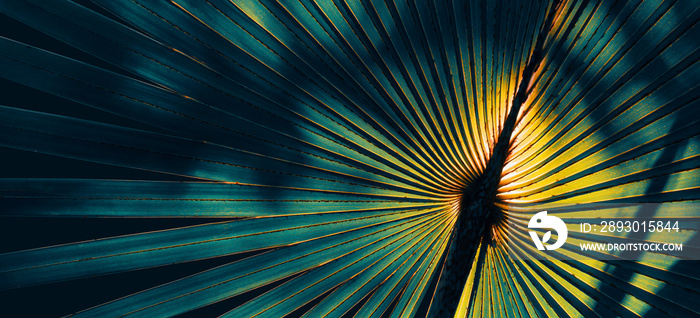 tropical foliage, sunlight shining on large palm leaf; toned process