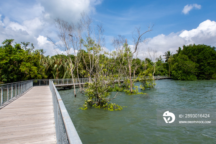 Chek Jawa Broadwalk码头，红树林湿地中的木制平台，俯瞰乌宾岛的大海