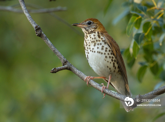 Wood Thrush