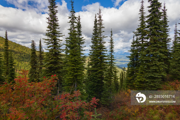 Pine trees, Fall foliage and white cloudscape