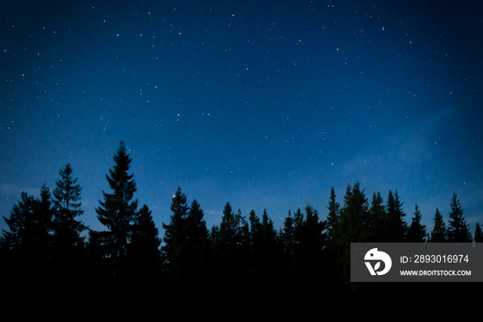 Night forest with pine trees