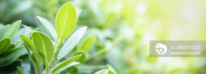 Close up of nature view green leaf on blurred greenery background under sunlight with bokeh and copy