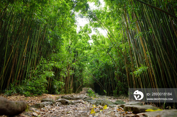 穿过茂密的竹林，通往著名的Waimoku瀑布。哈雷卡尔受欢迎的皮皮维小径
