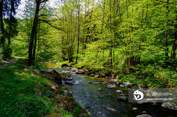 river in a forest in the austrian region mühlviertel near unterweitersdorf