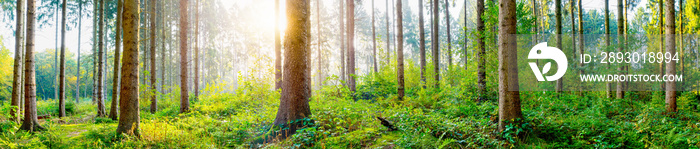 Panorama of a fresh green forest in spring with bright sunlight shining through the trees  in the fo