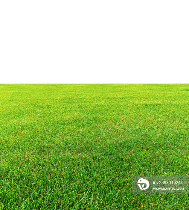 绿色的草地作为白色背景上的抽象背景。