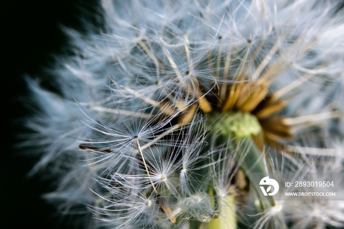 macro photo of dandelion (Taraxacum officinale) seed on black background. close up flower.