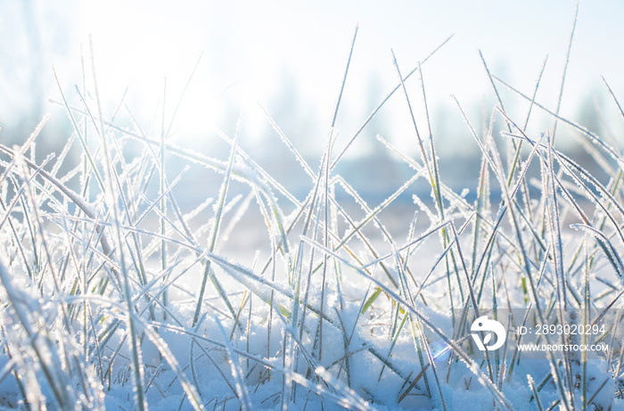 冬季景观，霜覆盖的草叶雪