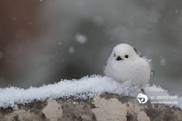 雪の日