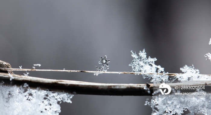 雪花，雪上的小雪花