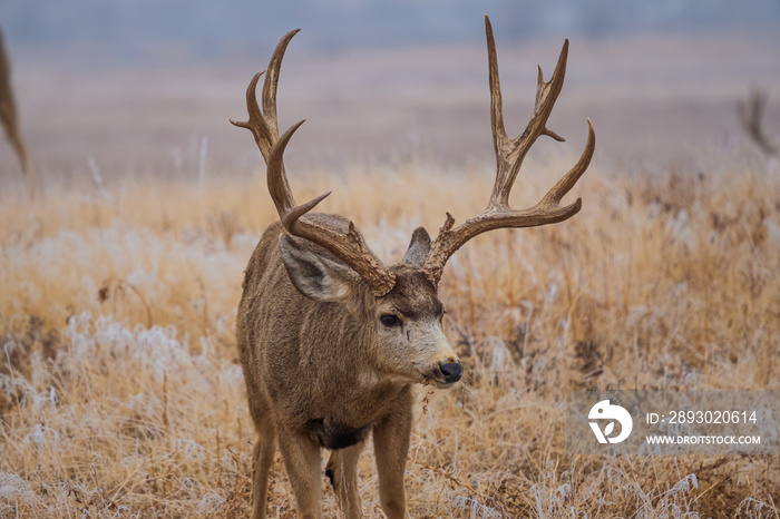 large mule deer buck in the snow in a field