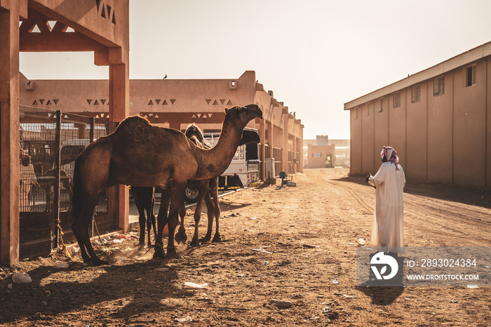 Camel market in Al Ain